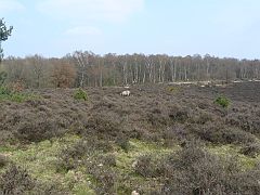 P1020928 Veluwe Posbank